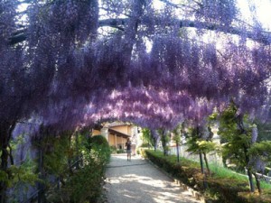 Gardens in Florence