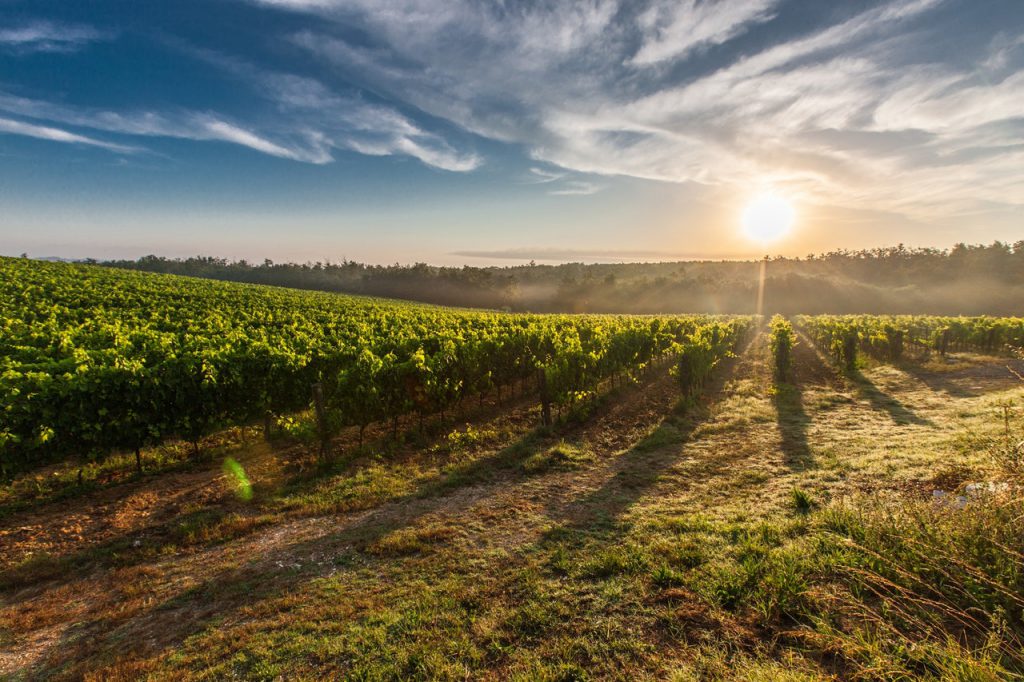 italian wine brands