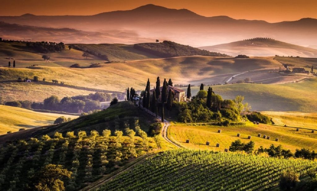 Tuscan vineyard